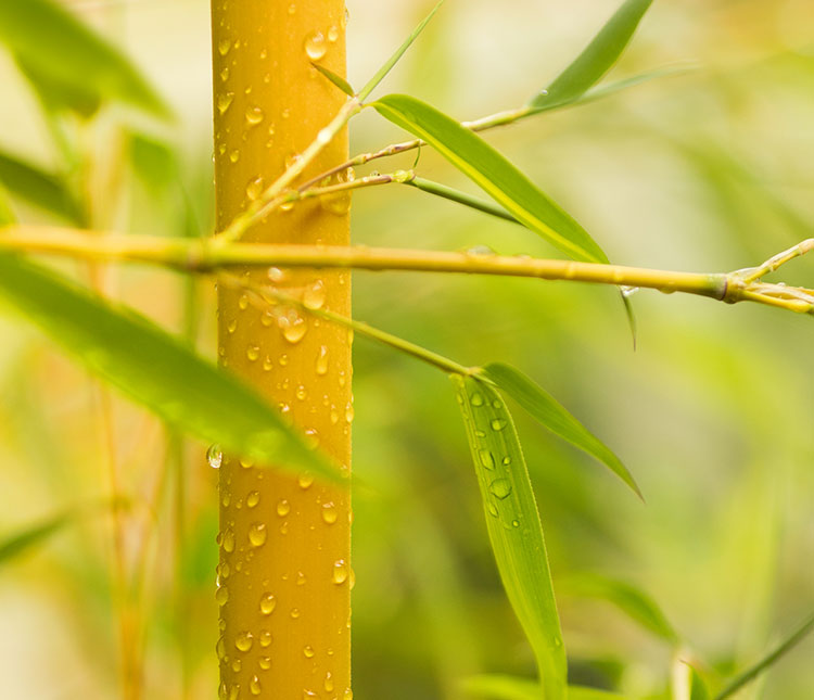 depurazione bambu
