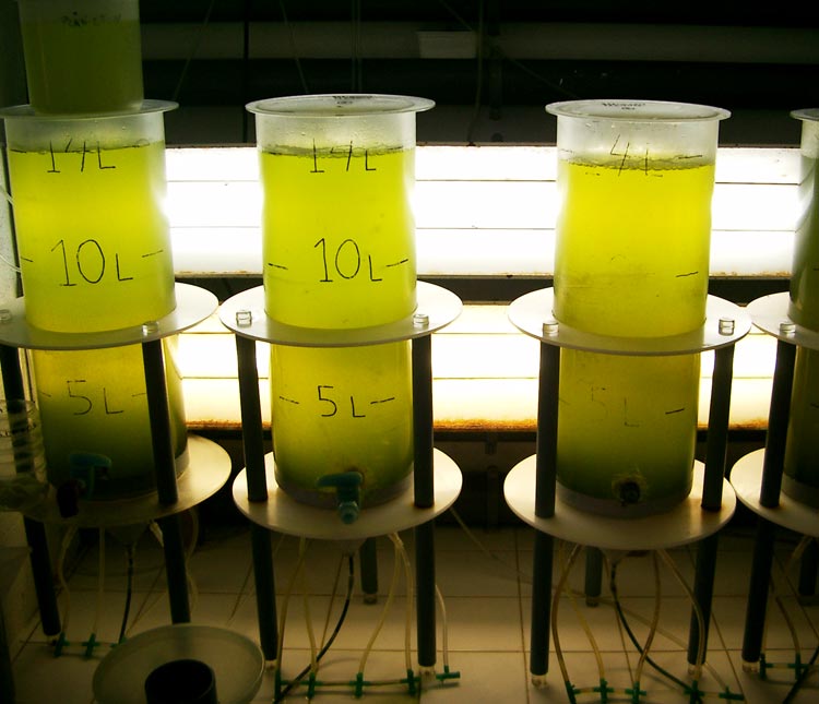biocarburanti da alghe