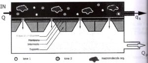 Schematizzazione membrana anisotropa