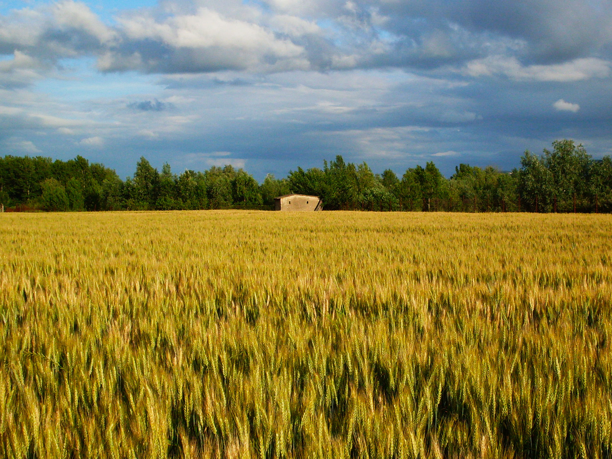 Uso di fitofarmaci in agricoltura PAN sicurezza